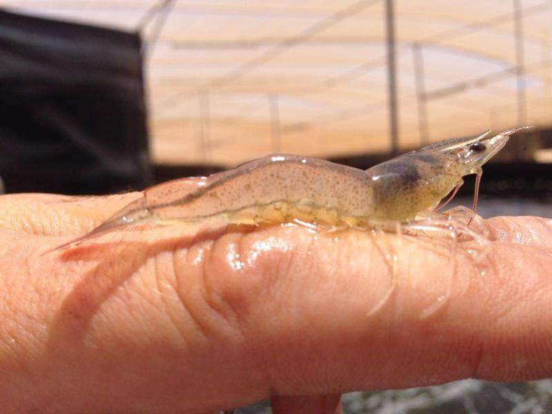 Produción innovadora