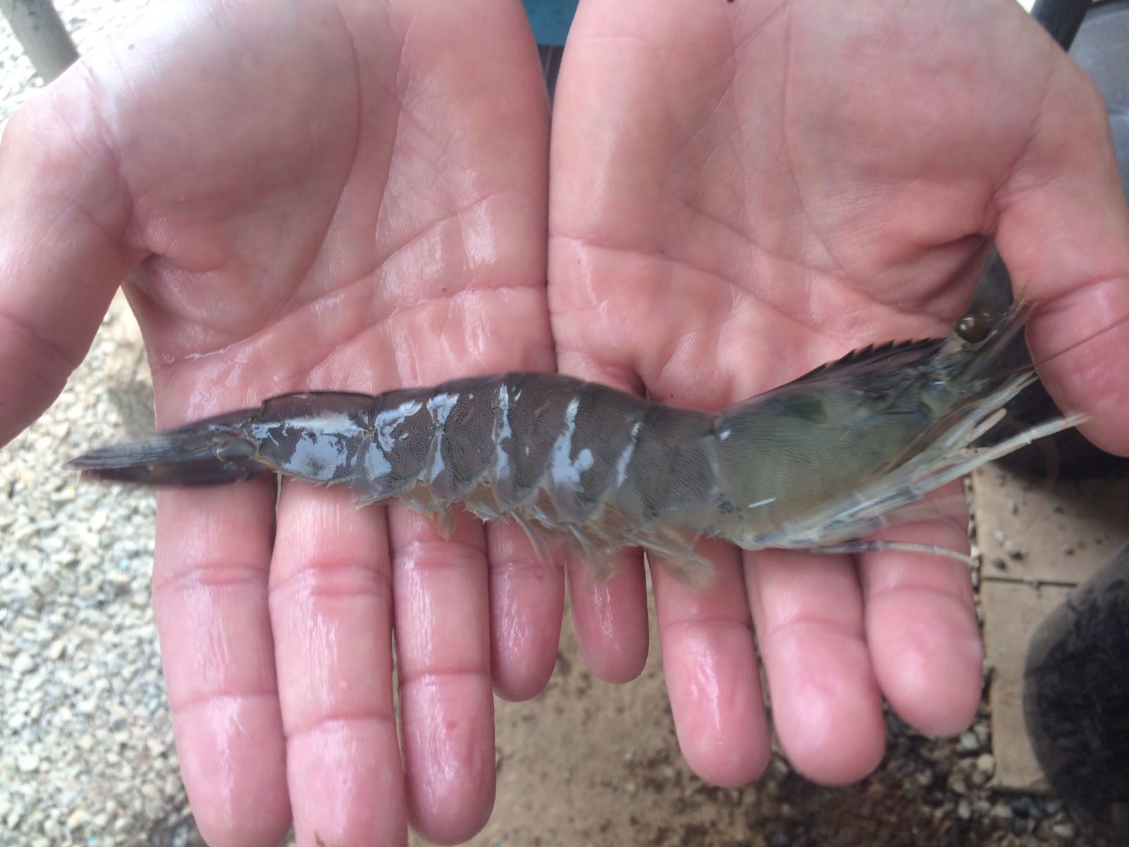 
											Pomacanthus navarchus blue angel sea fish in aquarium