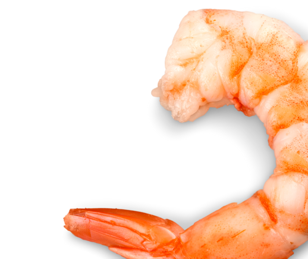 Aquarium algae, elements of flora in fishbowl